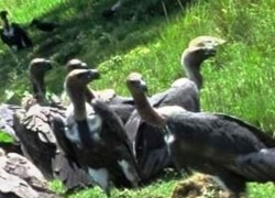 सङ्कटमा प्रकृतिका कुचीकार–गिद्ध : पर्यावरणका लागि खतरा